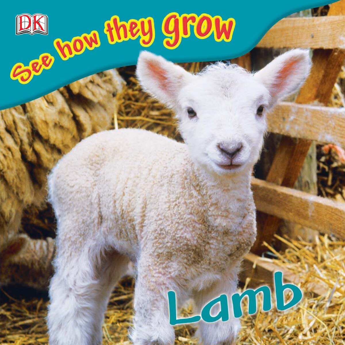 See how they grow Lamb